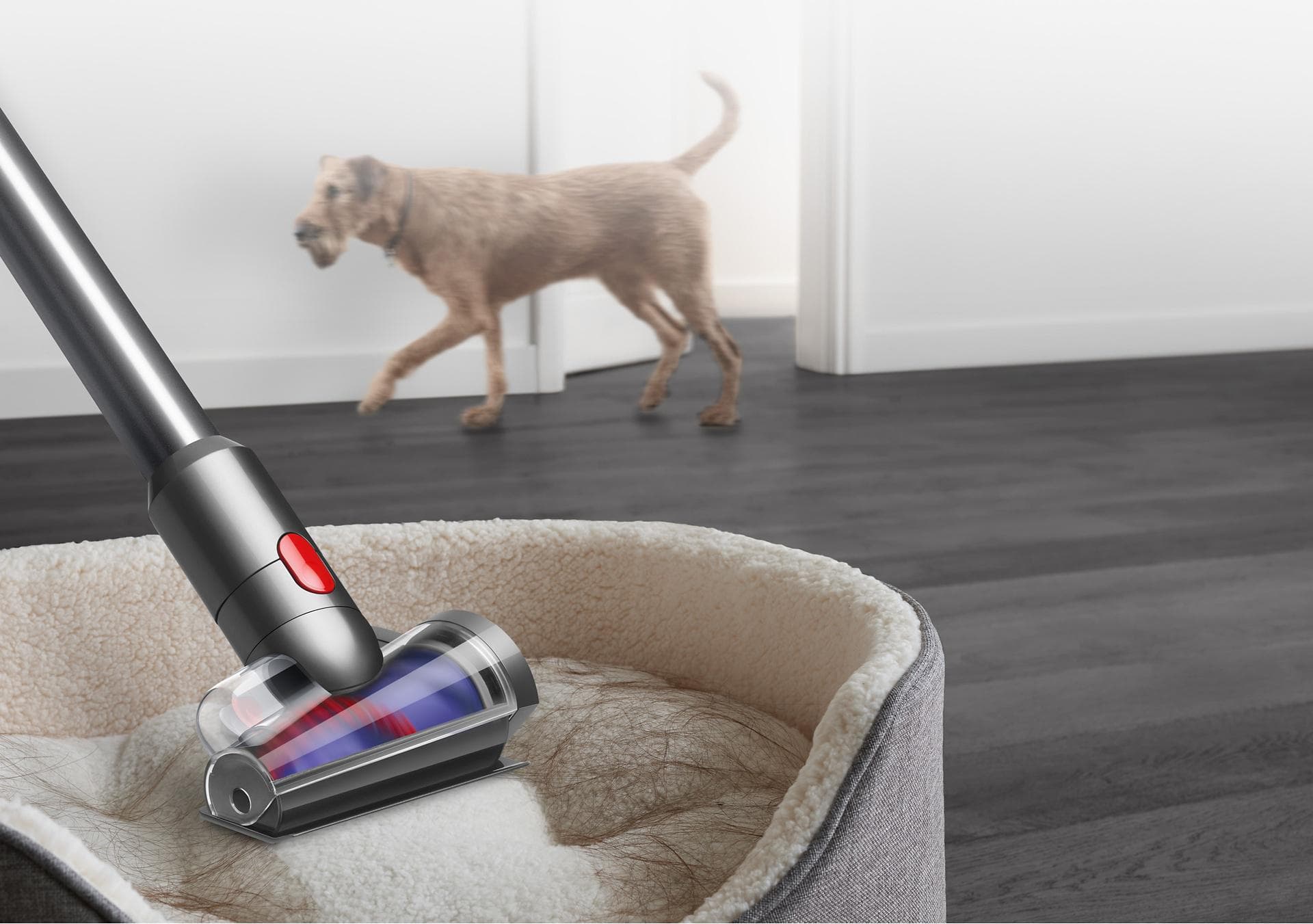 שואב אבק Dyson V12 Detect Slim Absolute שנתיים אחריות איסוף מבית לקוח